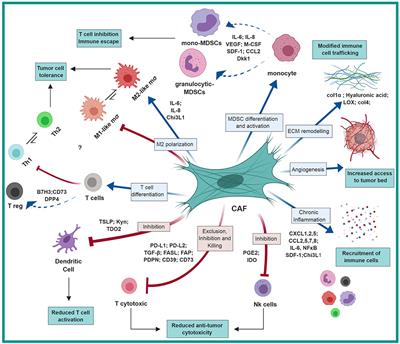 The Dark Side of Fibroblasts: Cancer-Associated Fibroblasts as Mediators of Immunosuppression in the Tumor Microenvironment